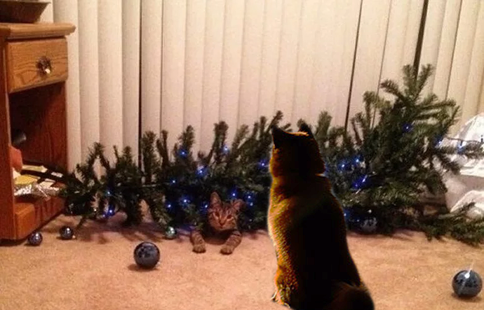 splifin_did_nothing_wrong