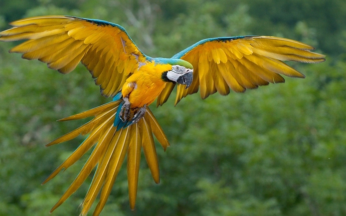 Animals___Birds_Yellow_Macaw_parrot_with_blue_feathers_on_the_edge_of_the_wing_103273_