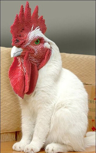 catrooster