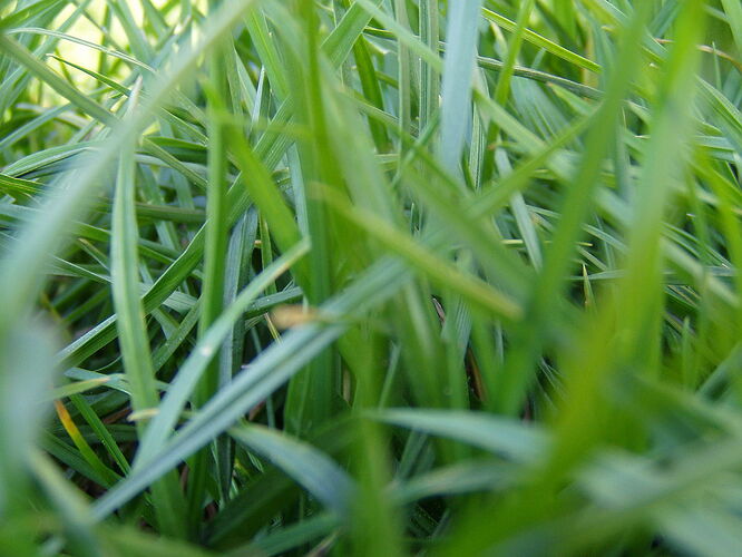 1200px-Trawa_26.04.2007r