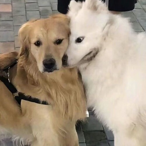 допросдетектива