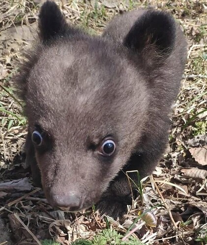 мишкауаааа