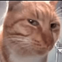 Cat_Sus