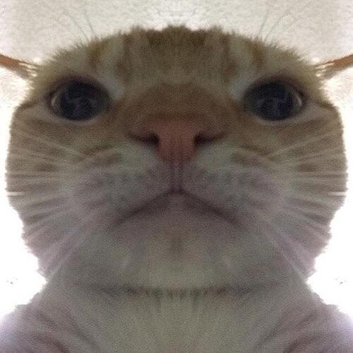 swagcat