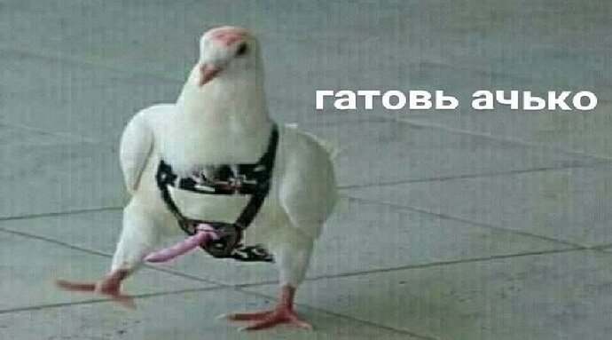 фемки-маразм-крепчал-4397434