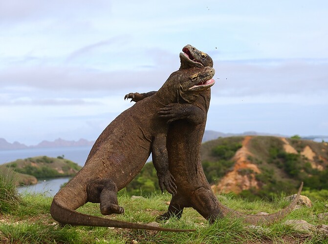 varanusi
