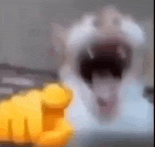 byuntear-cat