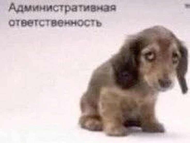 прости что насрал