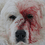 ARCTIC_RULES