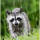Mr.Raccoon