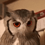 Sadmadowl